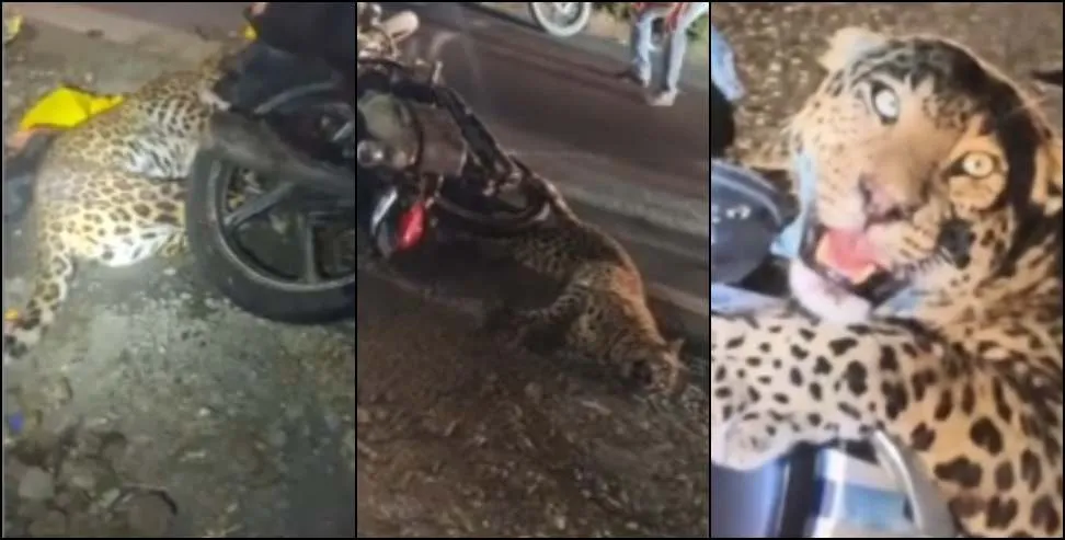 भीमताल में खौफनाक हादसा: बाइक से टकराया गुलदार, मचा हड़कंप