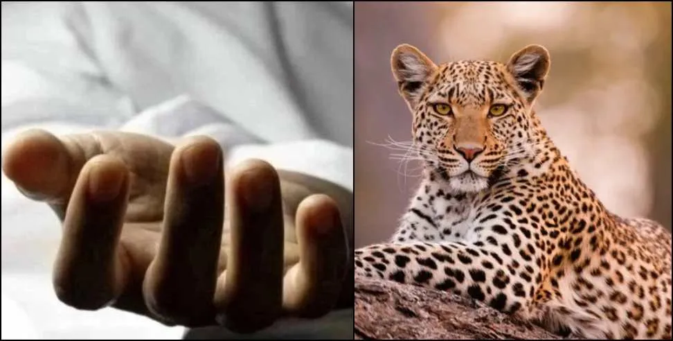 पौड़ी गढ़वाल में गुलदारों का हमला: बुजुर्ग महिला की मौत, ग्रामीणों में आक्रोश