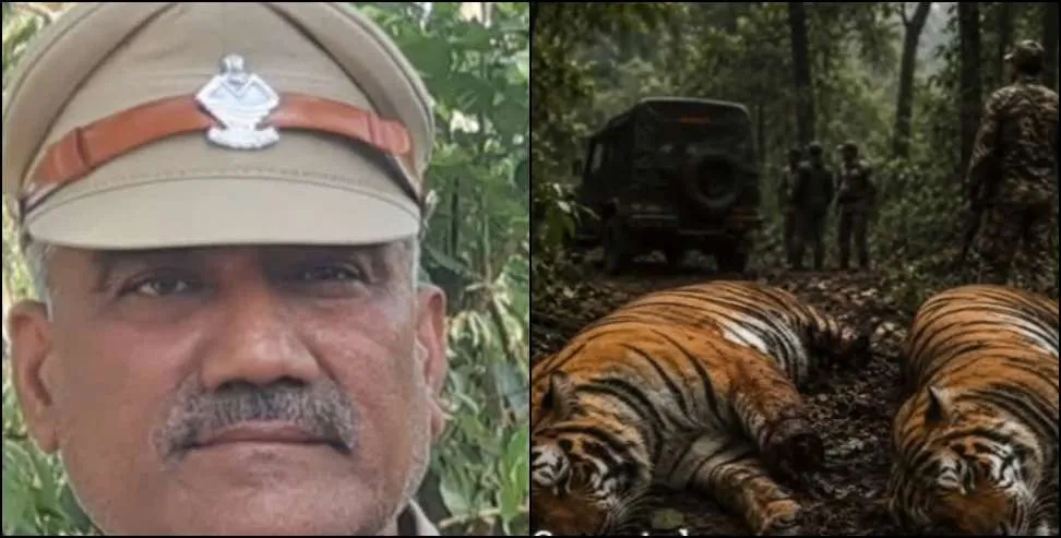 हरिद्वार में दो बाघों की मौत पर बड़ा एक्शन, रेंजर सस्पेंड